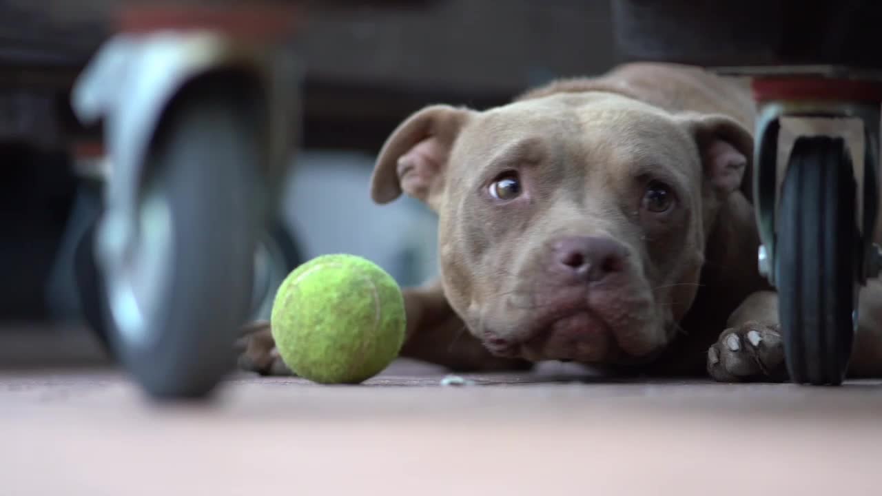 Loving Pit Bull (Short) #013