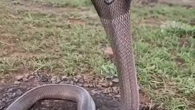 snake funny dance