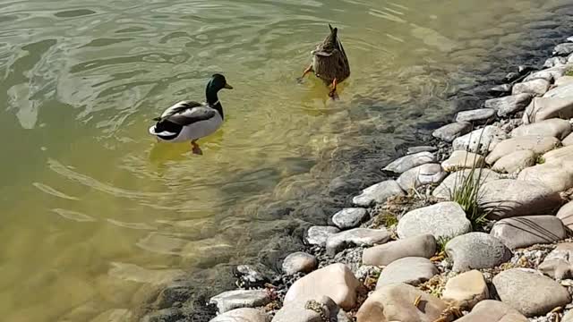 Ducks looking for food .