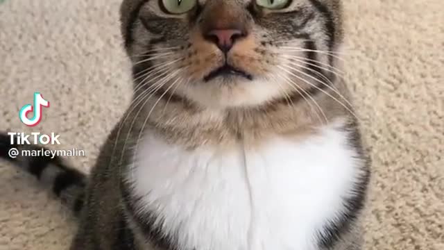 Super funny cute cat