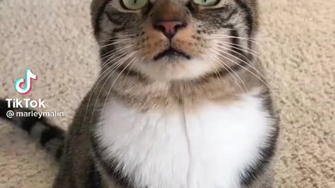 Super funny cute cat