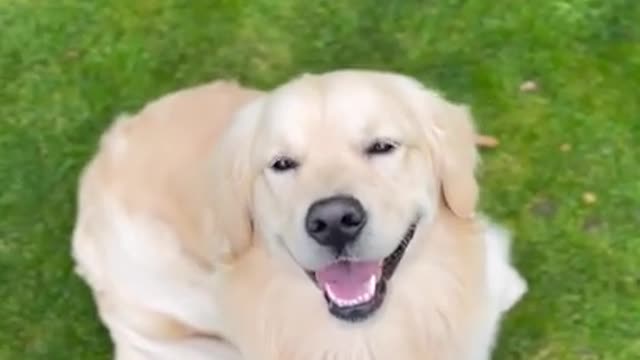 Dog - Best Funny Dog videos Compilations