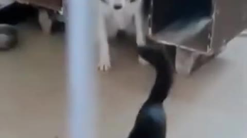 Cat loves to sit on owner's head while she works