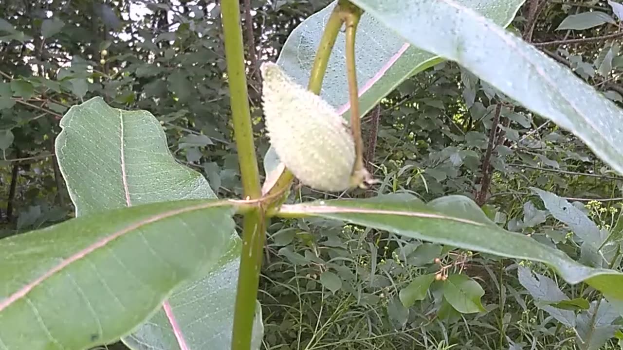 Milkweed