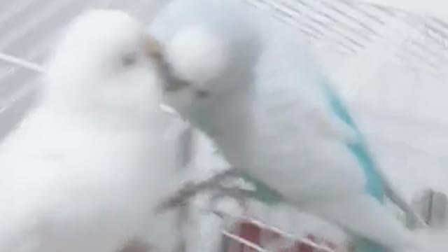 parakeet couple in love