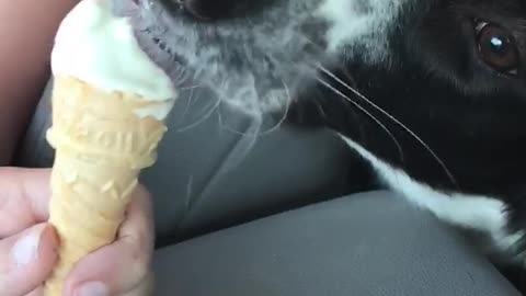 Black dog eating ice cream inside vehicle