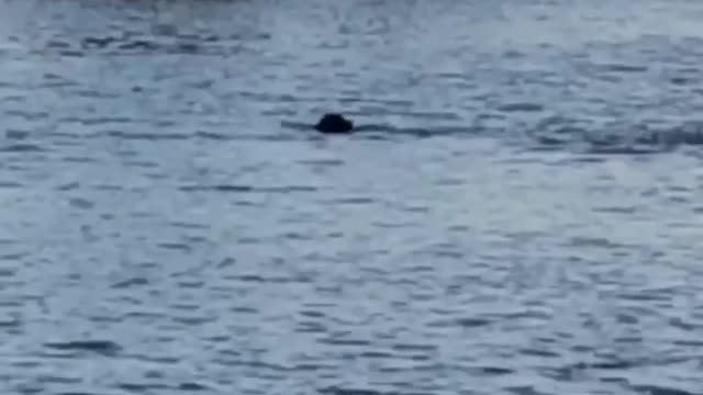 Dog and Dolphin Swim and Play Together