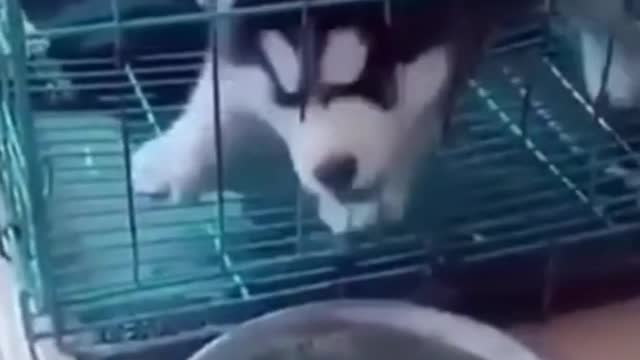 Funny Husky Dogs Video Compilation 😄🤣 Husky dog is the best Comedian