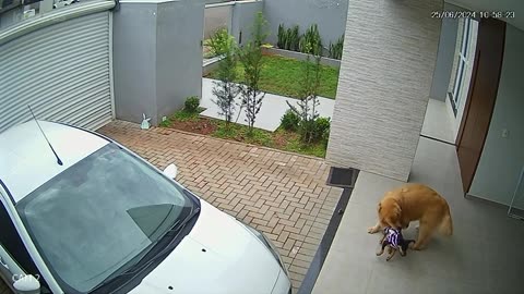 Golden Steals Friend's Sweater