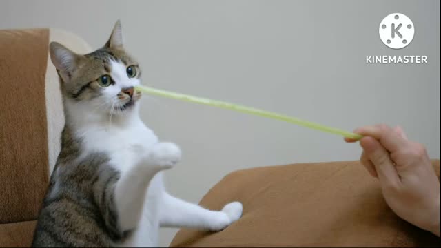 Funny cats | funny cats compilation videos