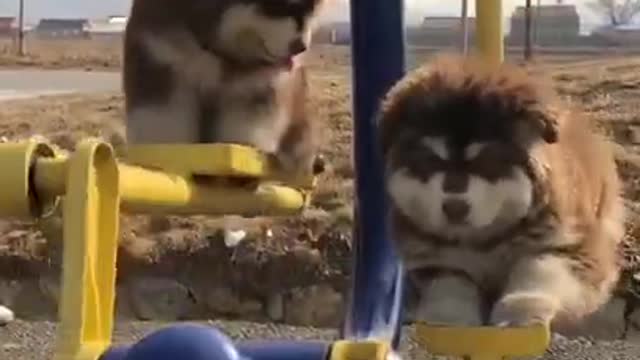 Cute dogs swing funny