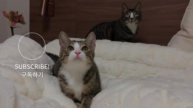 [ENG SUB] The funny reaction of cats who saw a toy snake