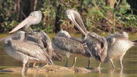 Birds at lake side