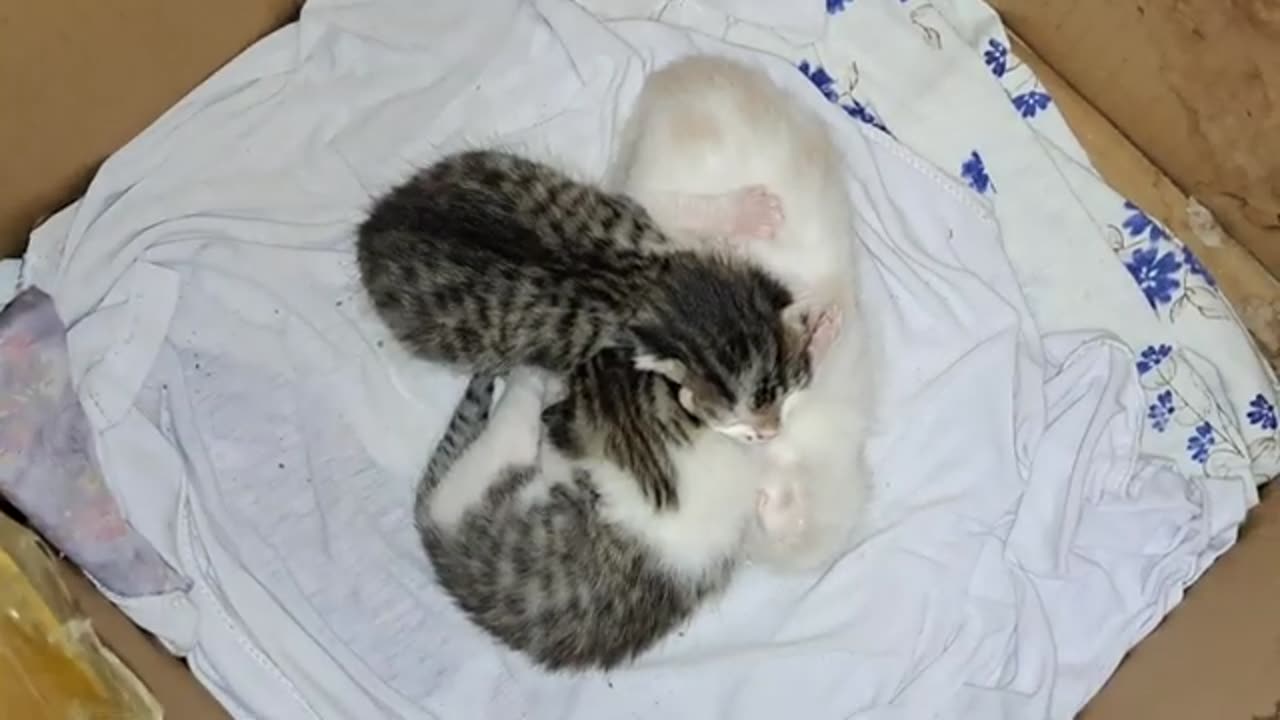 Baby kittens are waiting for their mother. The mother cat walks the street with another cat at night