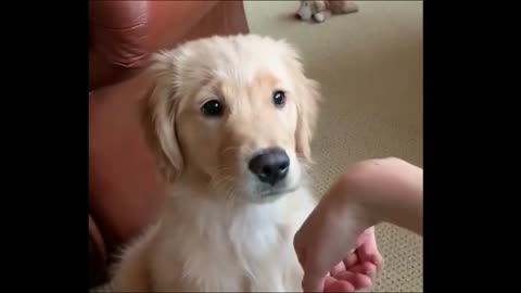 TOP FUNNY DOG