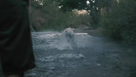 this dog catches ball in river