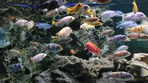 Fish in Aquarium