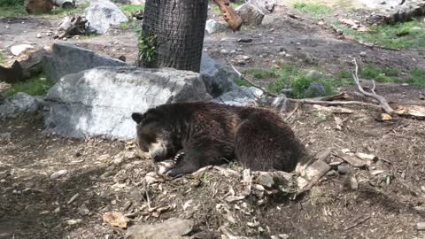 Sleepy Black Bear