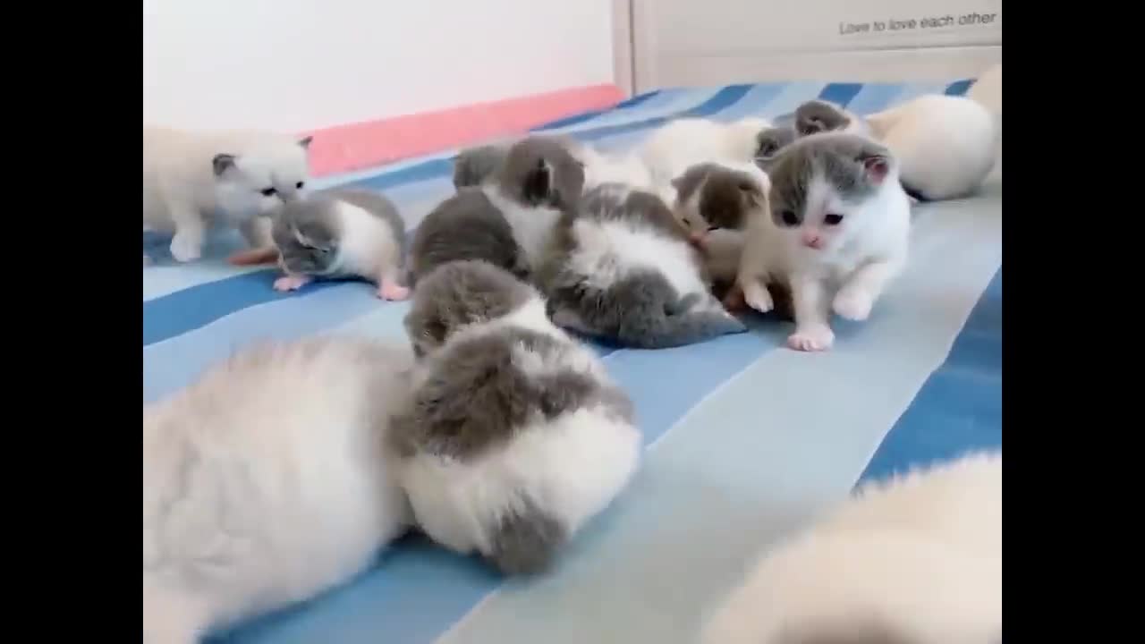 Animals Getting Scared Over Nothing ёяшв Funny Pets