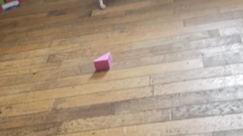 Puppy playing with a toy block