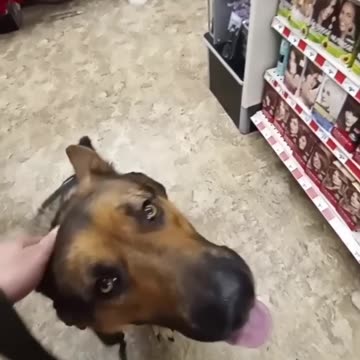 Service dog at Dallor store!