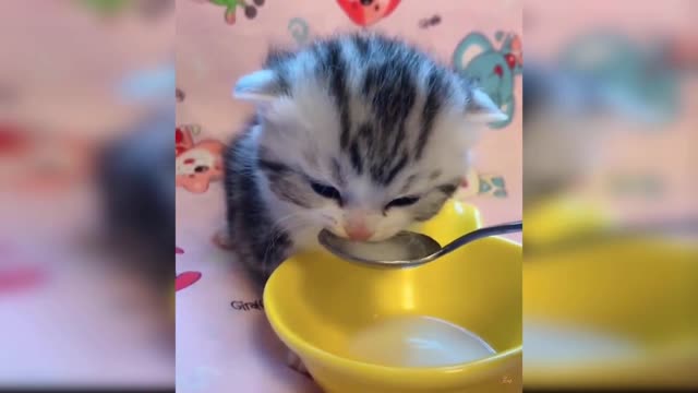 YUMMY,YUMMY...CAT NEED MORE