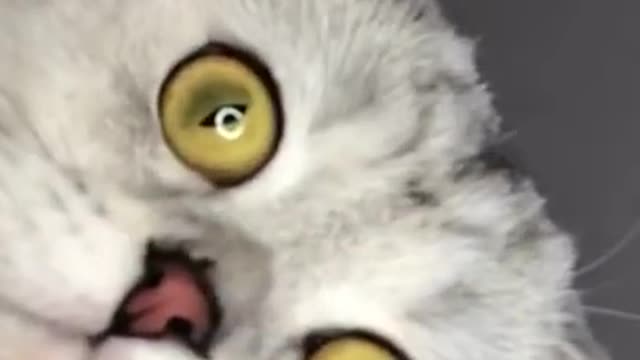 Animals Real 😹 - Best Of The 2021