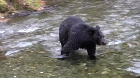 Black Bear chasing salmon in river caught on camera -Rumble viral