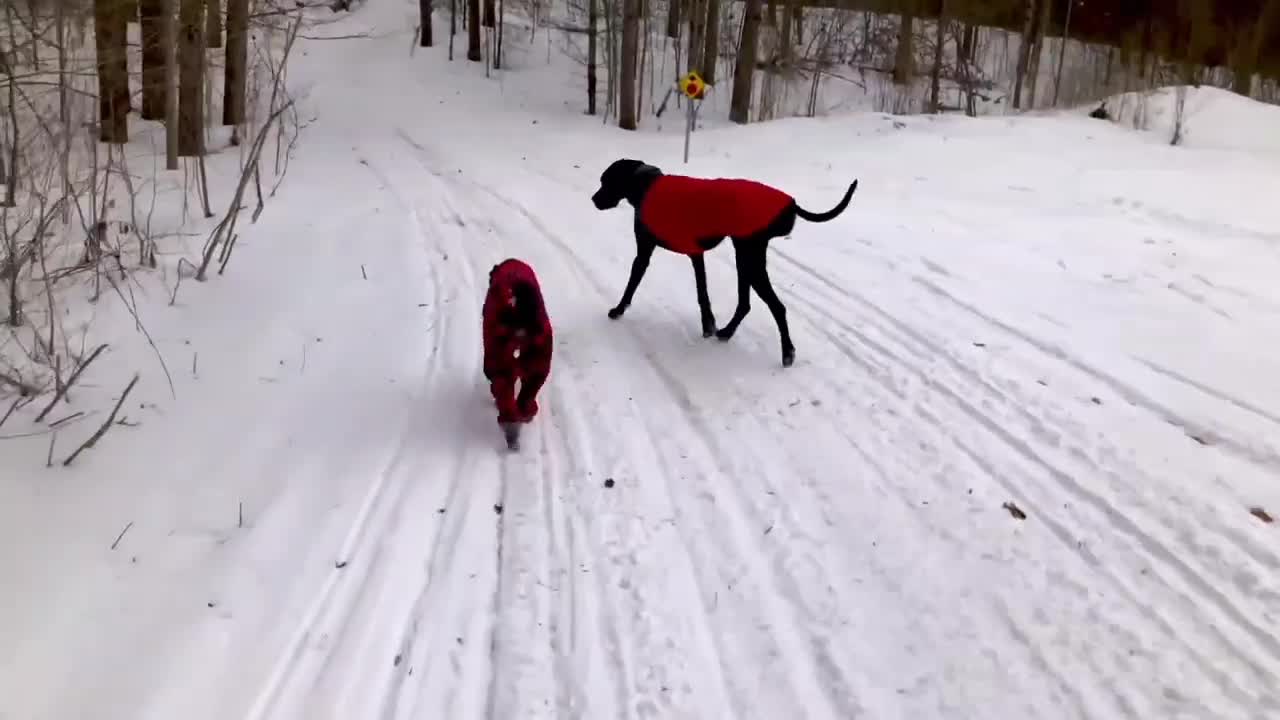 Dog with Heart Condition Models New Winter Outfit in the Nepal