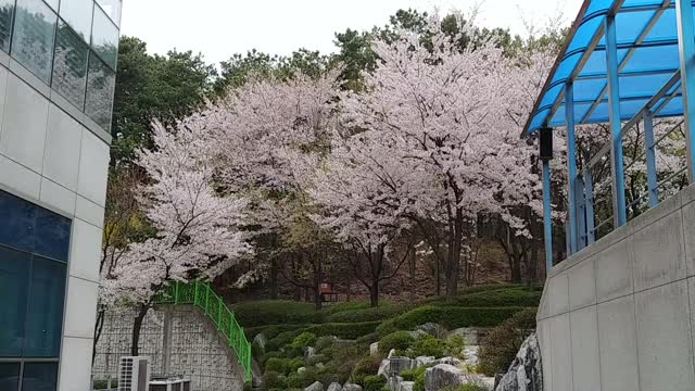 The scene of cherry blossoms in the company