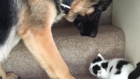 Helpful Pup Carries Foster Kittens Upstairs