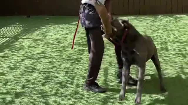 Cane Corso advanced obedience training