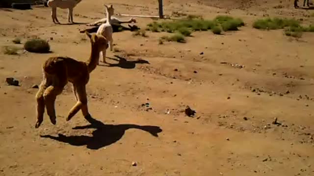 2014 crop of alpacas