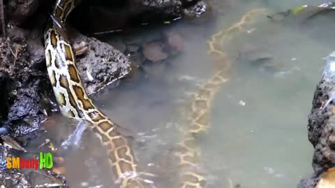 Python Vs Crocodile - Real Fight