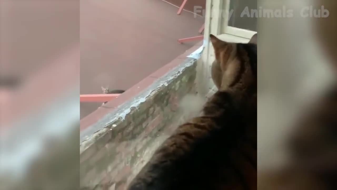 #funny#animals#