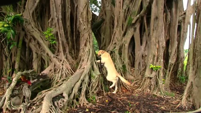 I looked all across the world for the best dog trainer to study under!