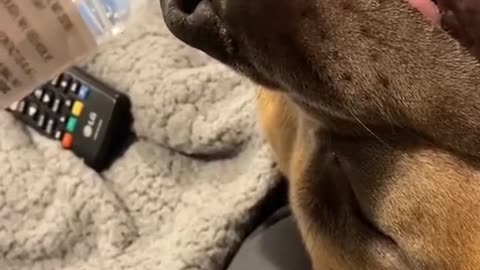 guard and cute dogs best worldwide dogs short video
