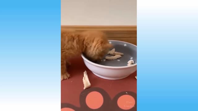 cats and dogs in funny situations video