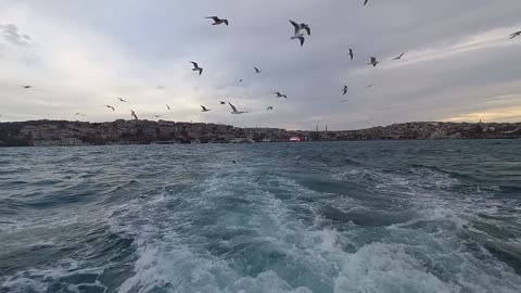 Sea landscape with seagulls