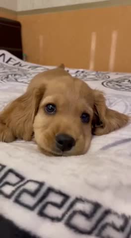 Some Feel Good: Cute Talkative Puppy :)
