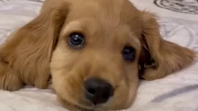 Some Feel Good: Cute Talkative Puppy :)