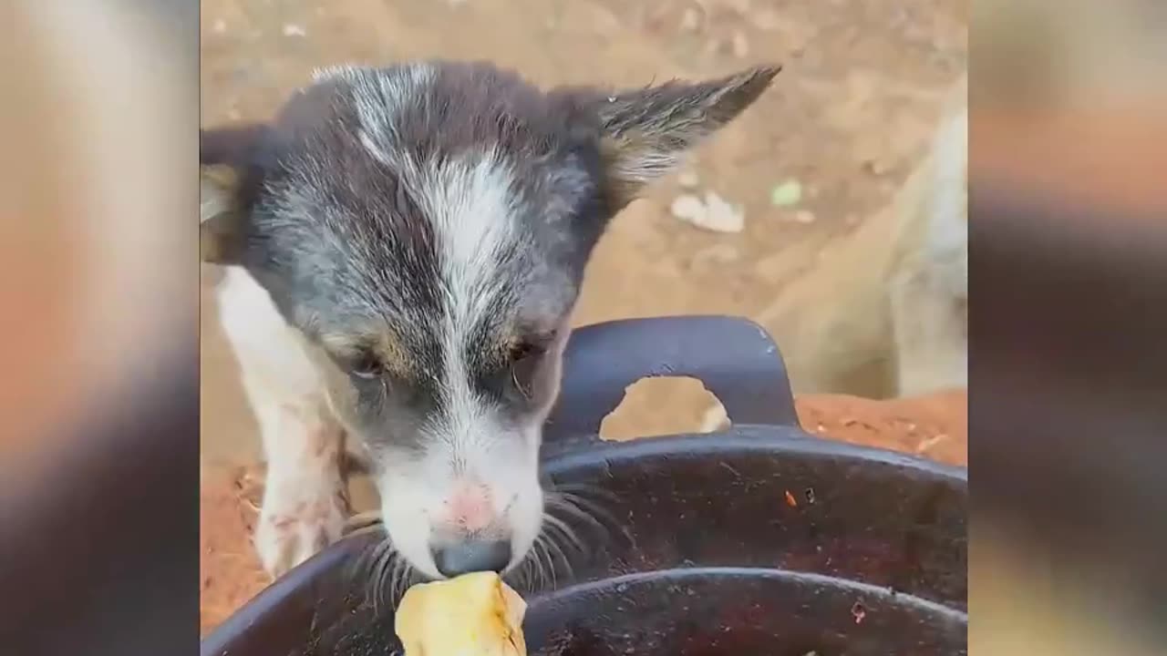 Cute dog
