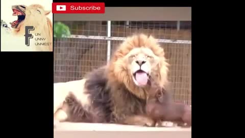 Funny animal short video