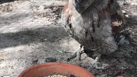 Snacks for an Owl