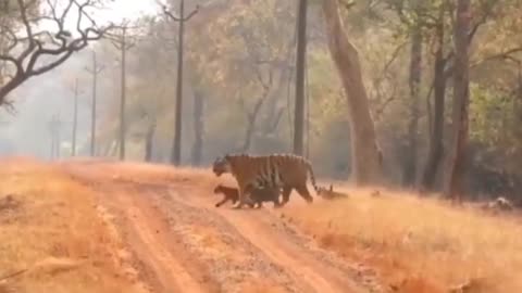 Wildlife in closer view with a natural perspective.