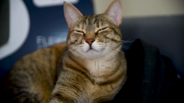 Kitty living life