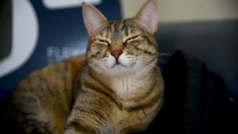 Kitty living life