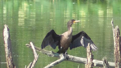 477 Cormorant Preaching To The Choir