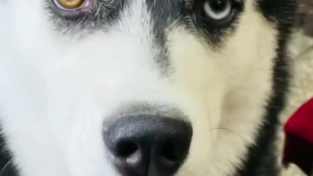 Husky the coolest dog short review