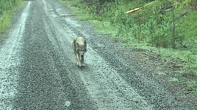 Lone Wolf Wanders Along Mountain Road